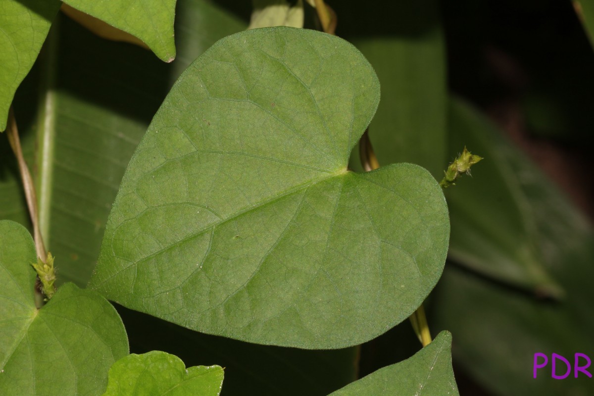 Ipomoea triloba L.